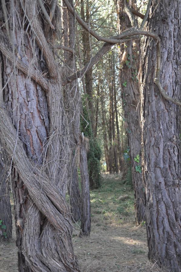 Rain Forest Boutique Camp Krugersdorp Exterior photo